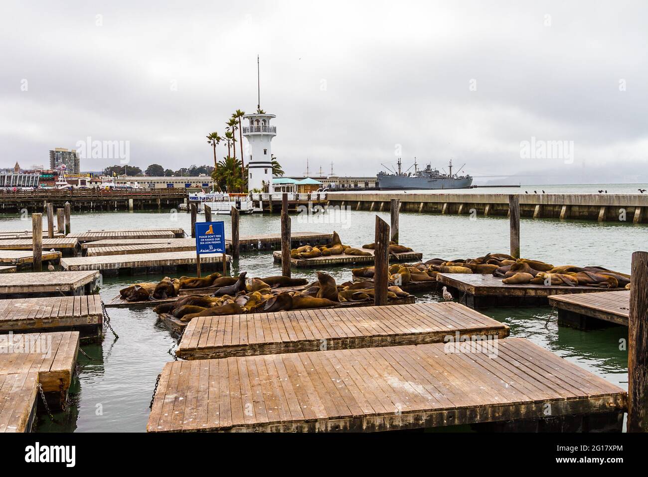 Wide angle image of the sea lions of the famous K-Dock on Pier 39 in San Francisco Stock Photo
