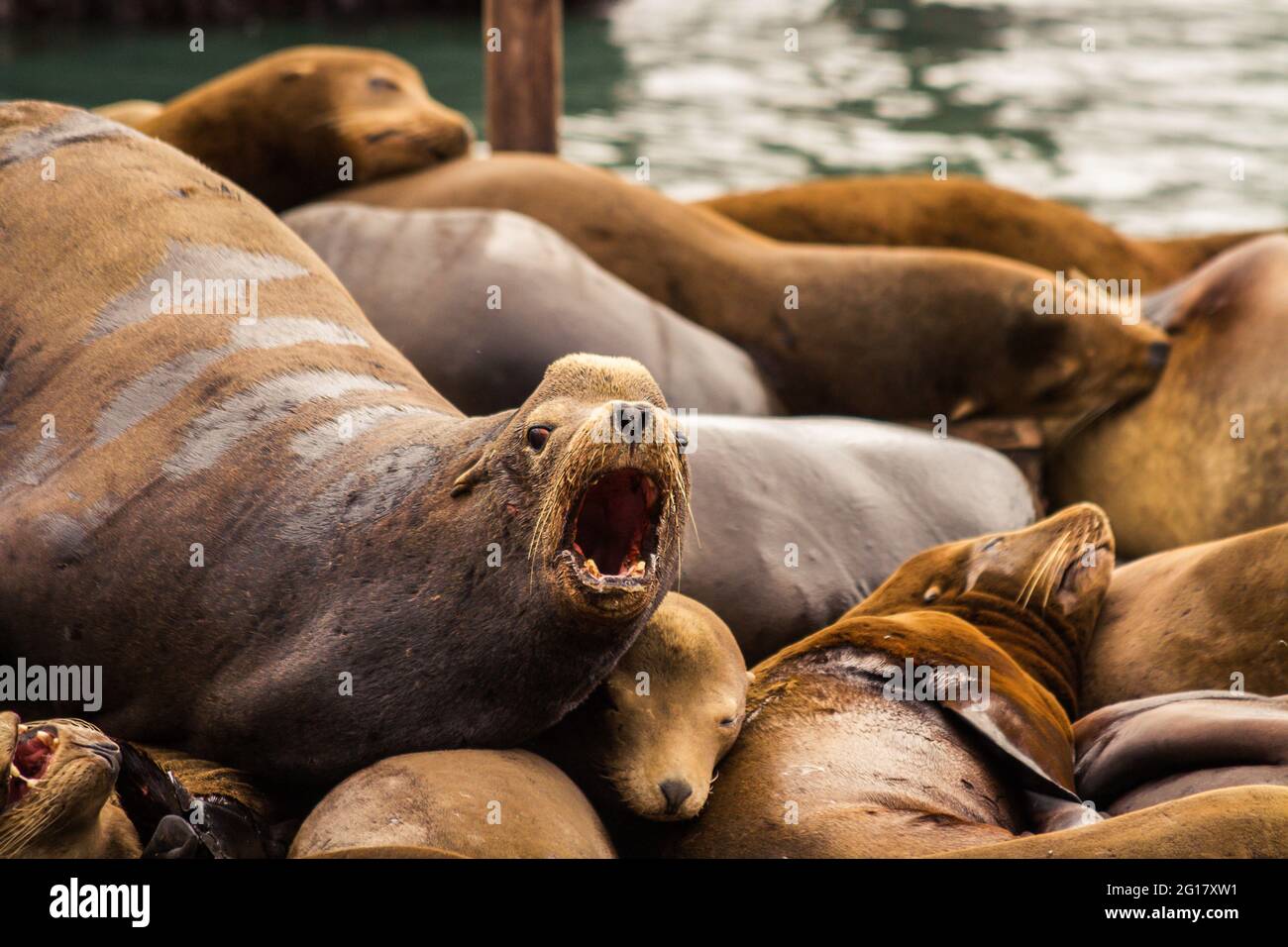 California sea lions (Zalophus californianus) screaming on Pier 39 in San Francisco Stock Photo