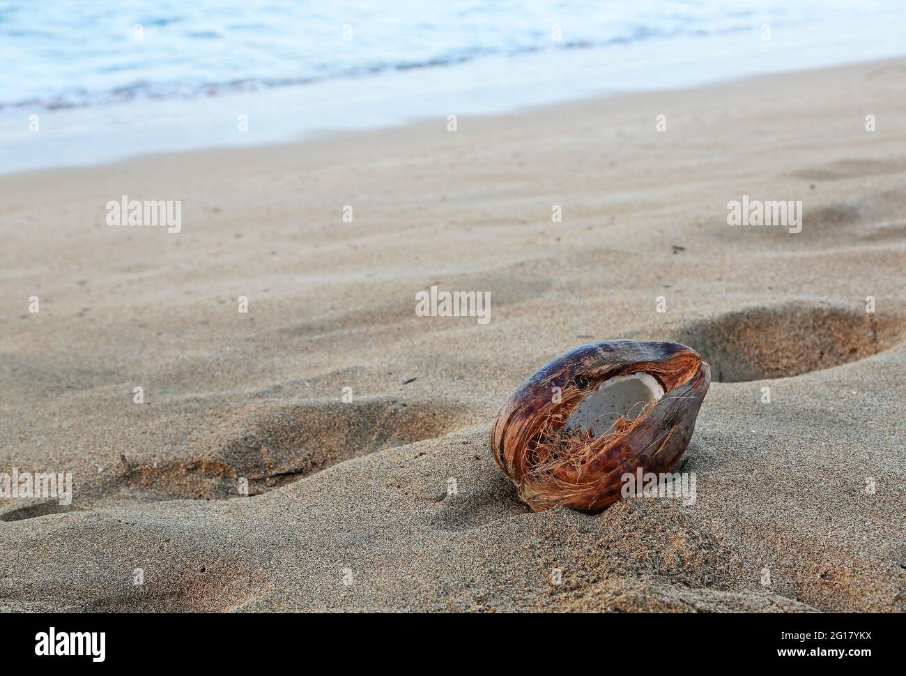 Coconut on beach Oahu, Hawaii Stock Photo Alamy