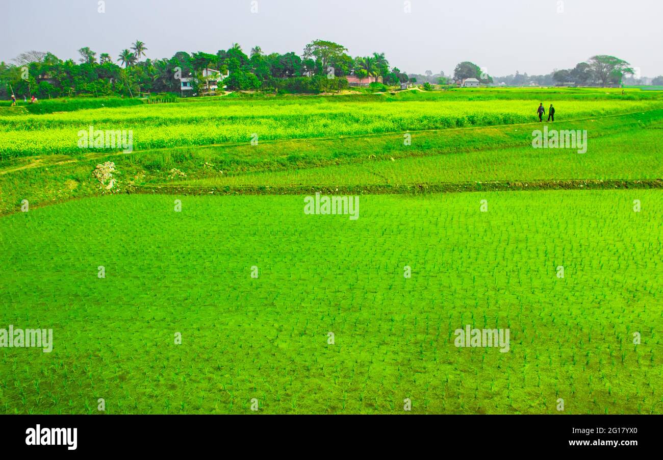 bangladesh-agriculture-hi-res-stock-photography-and-images-alamy