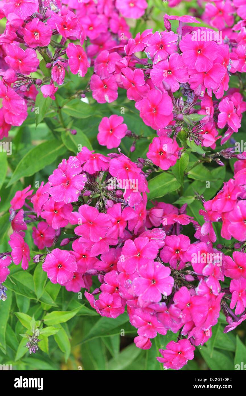 Purple phlox paniculata Aida blooms on an exhibition in July Stock Photo