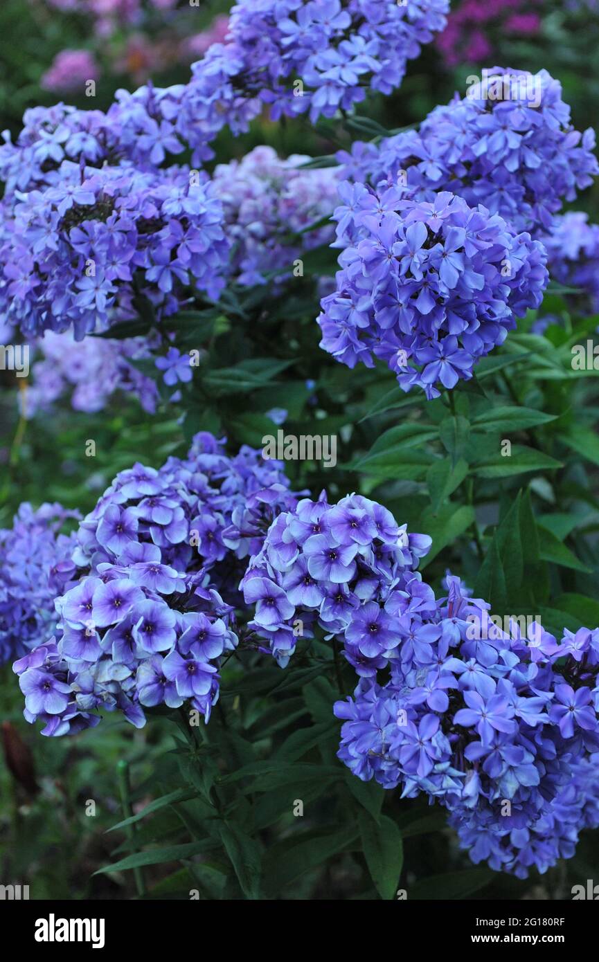 Violet-blue phlox paniculata Alexey Lensky and Gordost Rossii bloom in a evening garden in July Stock Photo