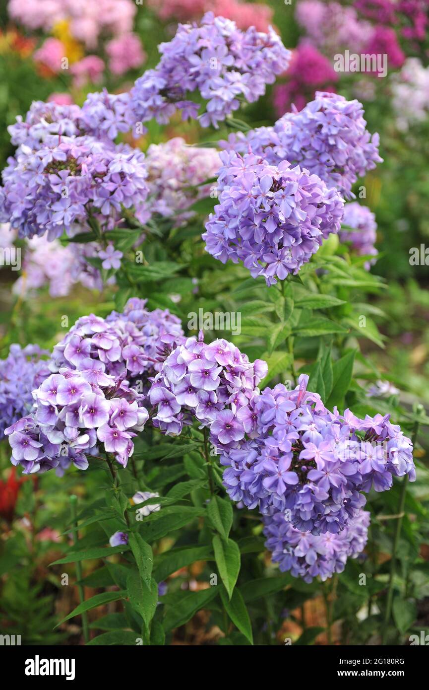 Violet-blue phlox paniculata Alexey Lensky and Gordost Rossii bloom in a garden in July Stock Photo