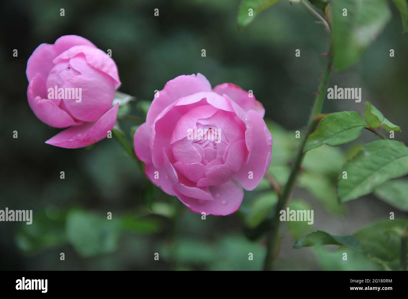 Lilac-pink English shrub rose (Rosa) Charles Rennie Mackintosh blooms in a garden in October Stock Photo