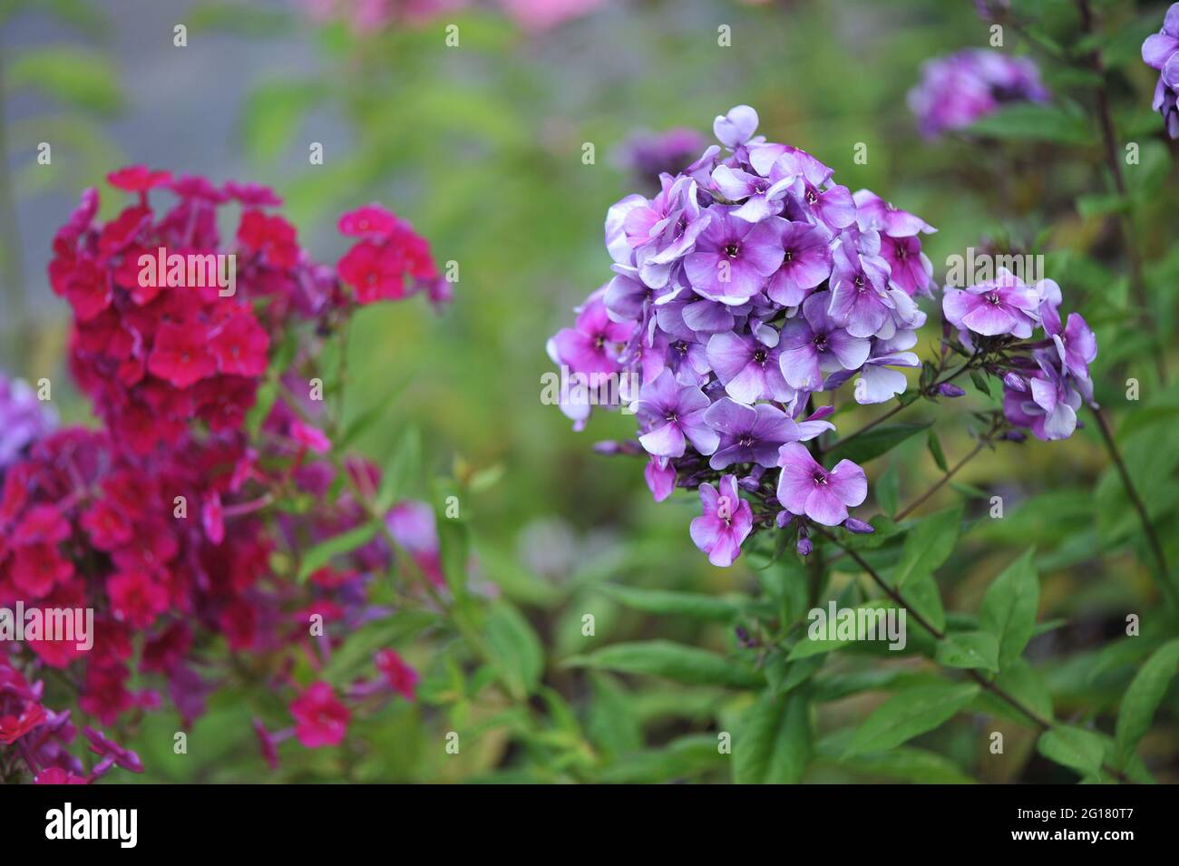 Violet-blue phlox paniculata Alexey Lensky blooms in a garden in July Stock Photo