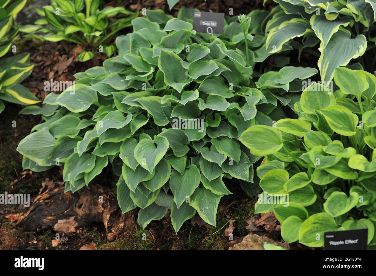 Blue-green variegated Hosta Deja Blu with creamy chartreuse edge on an exhibition in May Stock Photo