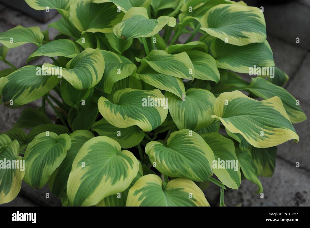 Chartreuse yellow with creamy white edge variegated large-sized Hosta Delta  Dawn in a garden in April Stock Photo - Alamy