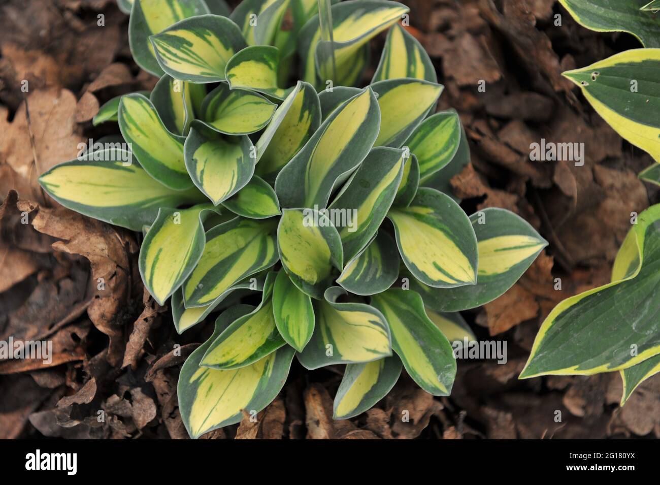 Yellow with blue-green edge variegated small Hosta Desert Mouse on an exhibition in May Stock Photo