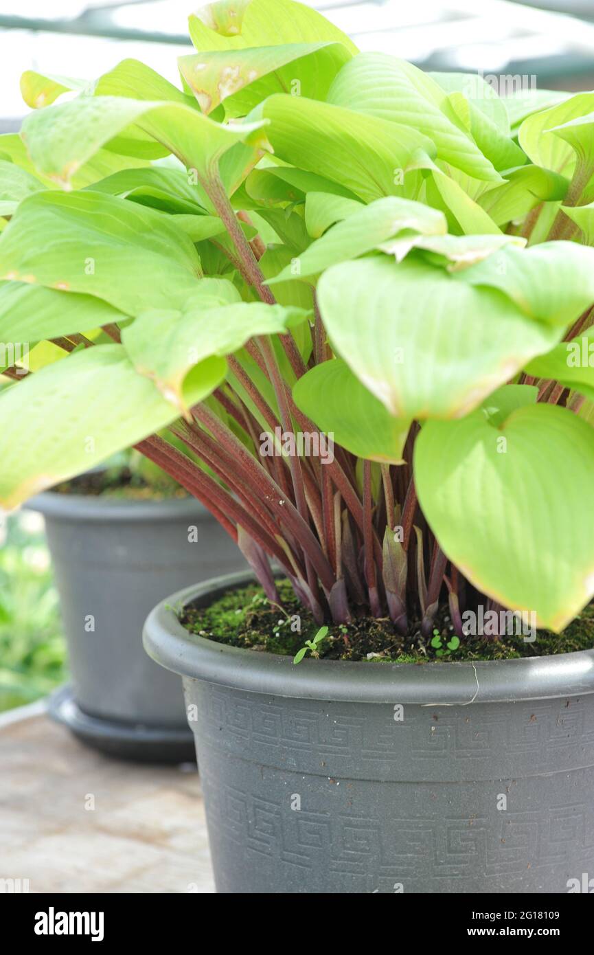 Yellow-leaved medium-sized Hosta Designer Genes with purple-red scapes grows in a grey pot in a garden in April Stock Photo