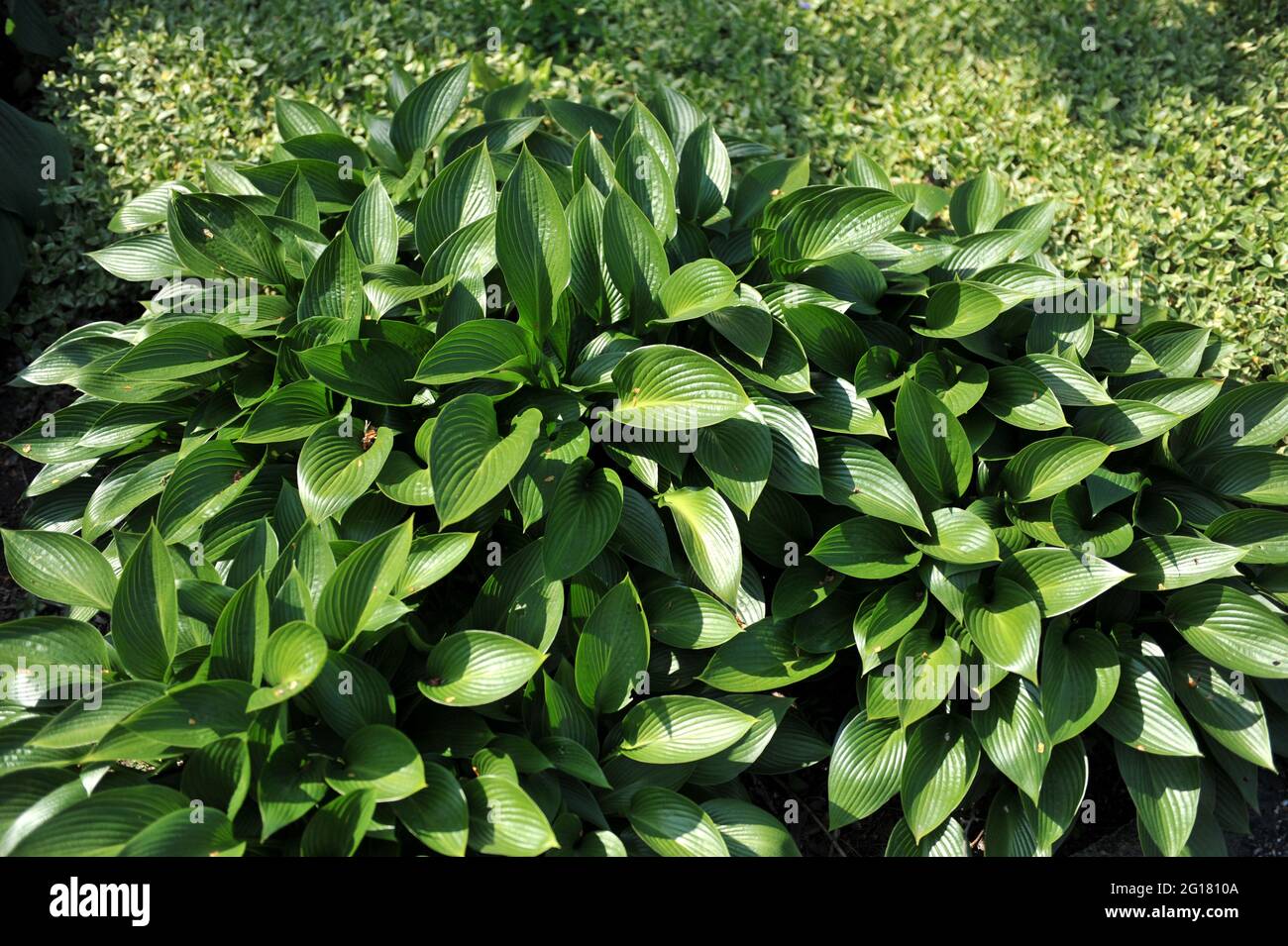 Glossy medium-sized Hosta Devon Green in a garden in May Stock Photo