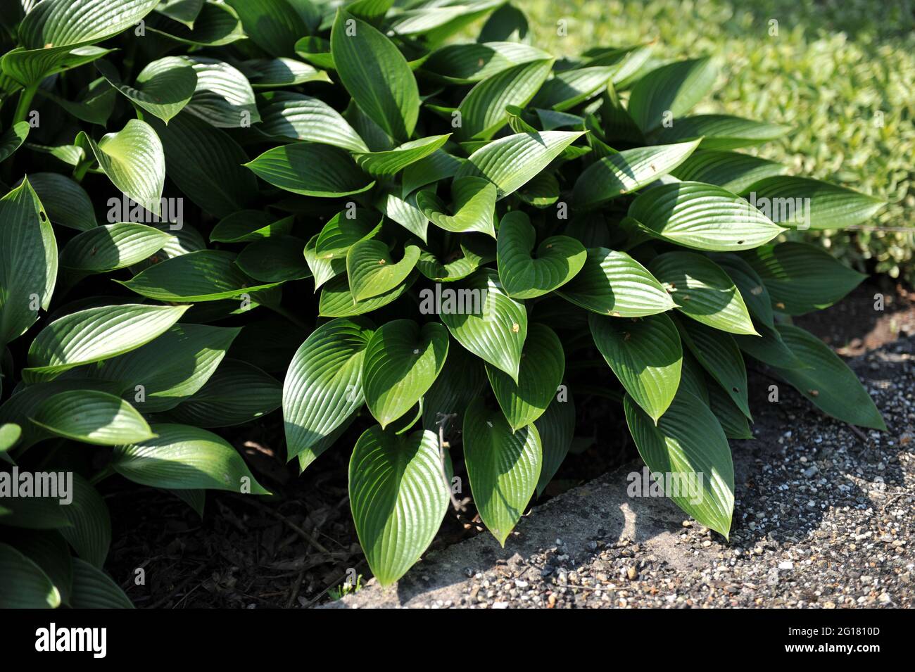 Glossy medium-sized Hosta Devon Green in a garden in May Stock Photo