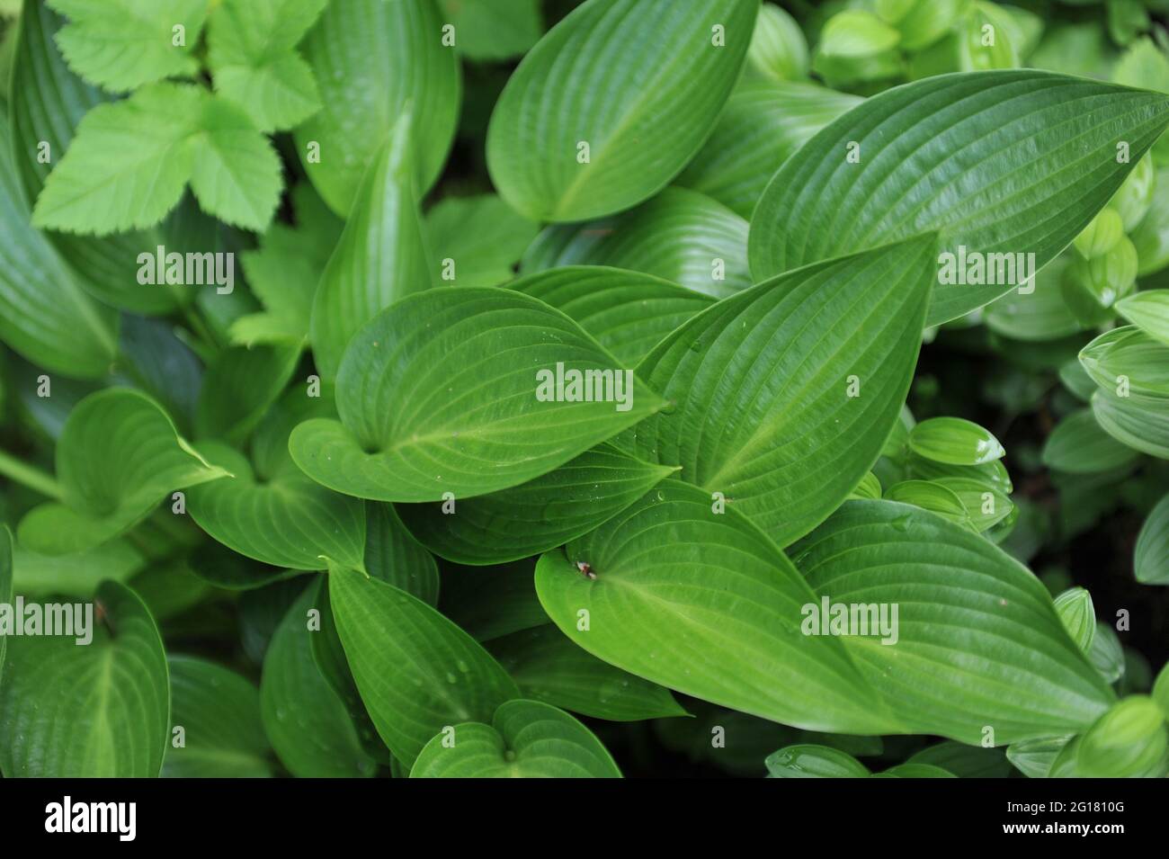 Glossy medium-sized Hosta Devon Green in a garden in May Stock Photo