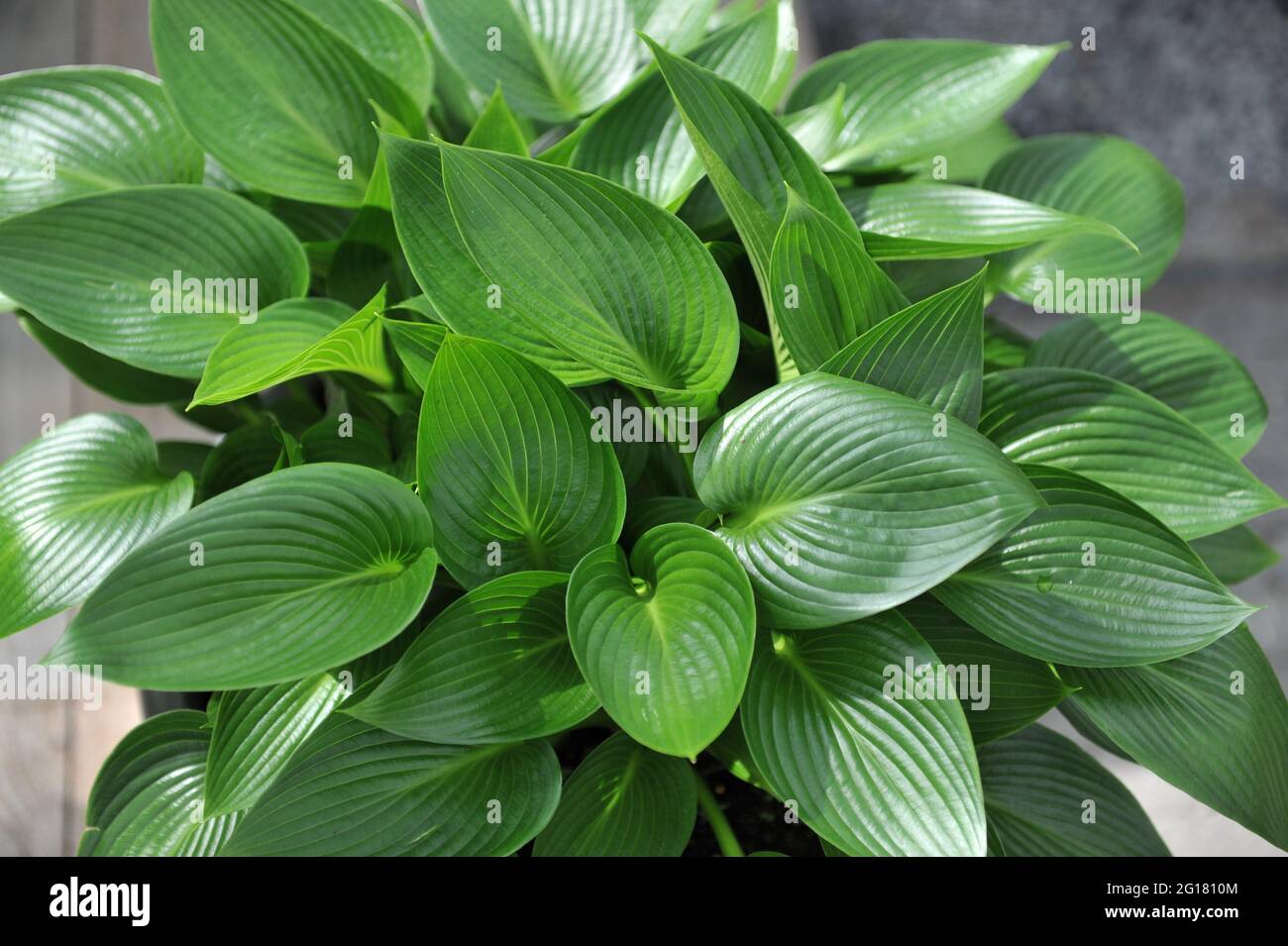 Glossy medium-sized Hosta Devon Green grows in a garden in April Stock Photo