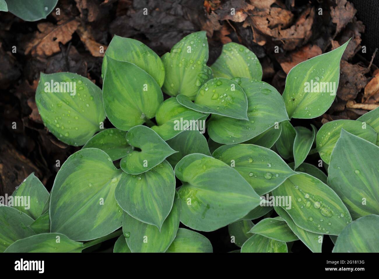 Green with yellow pattern variegated Hosta Dinky Donna on an exhibition in May Stock Photo