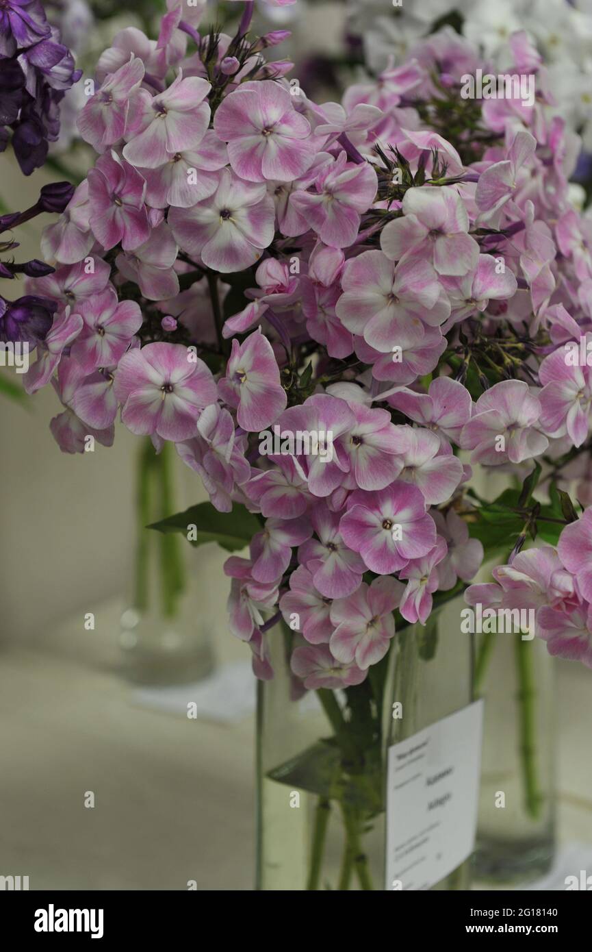 Phlox paniculata Adagio blooms on an exhibition in July Stock Photo