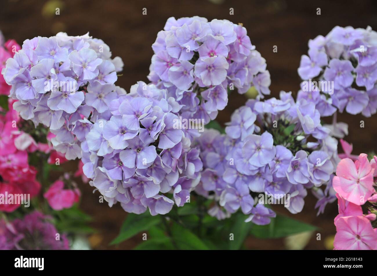 Phlox paniculata Admiral Nakhimov blooms on an exhibition in July Stock Photo