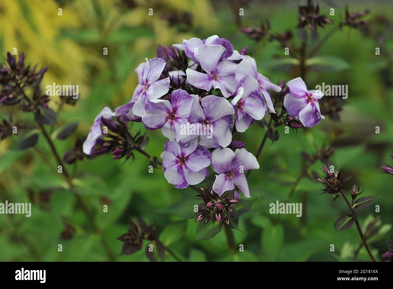 Violet-blue phlox paniculata Alexandr Voin blooms in a garden in July Stock Photo