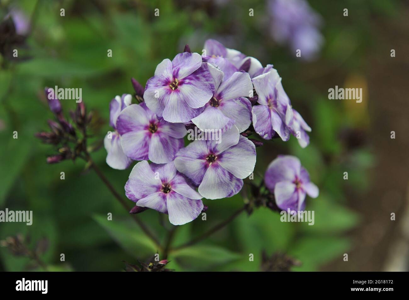Violet-blue phlox paniculata Alexandr Voin blooms in a garden in July Stock Photo