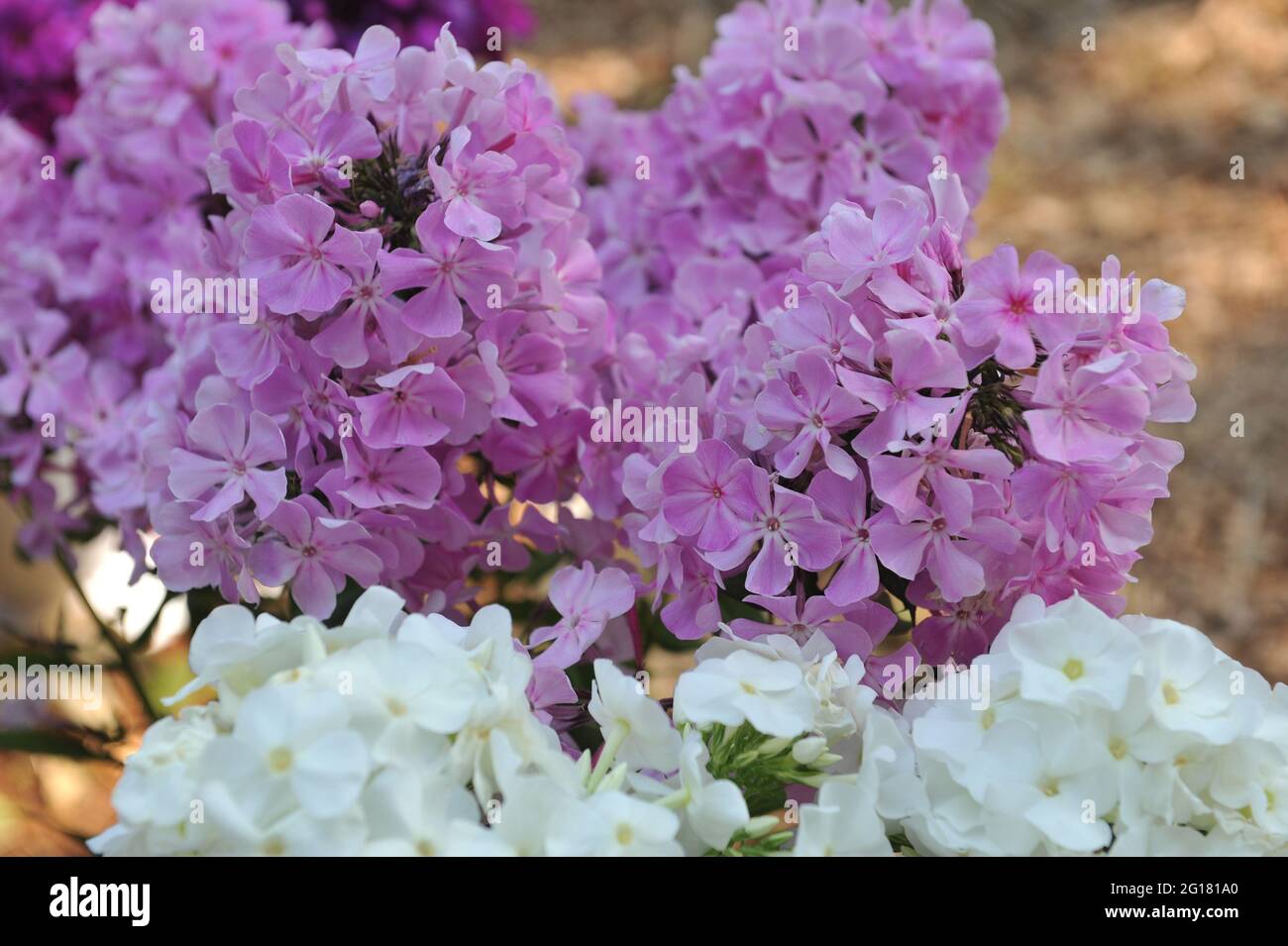 Lilac-pink phlox paniculata Alexandrovsky Sad blooms on an exhibition in July Stock Photo