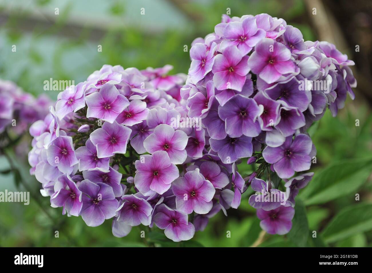 Violet-blue phlox paniculata Alexey Lensky blooms in a garden in July Stock Photo