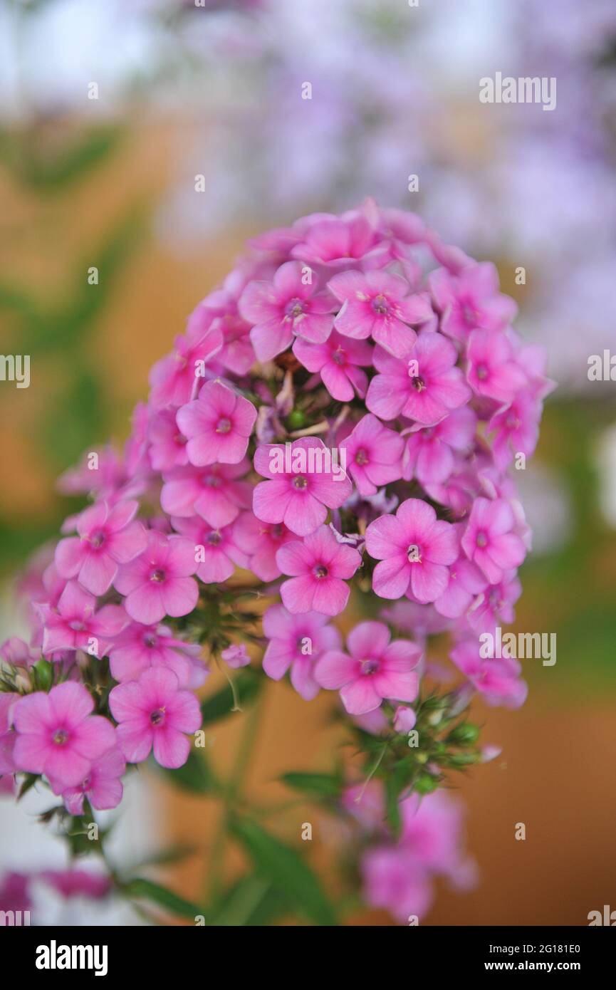 Pink phlox paniculata Alenky Tsvetochek blooms on an exhibition in July Stock Photo