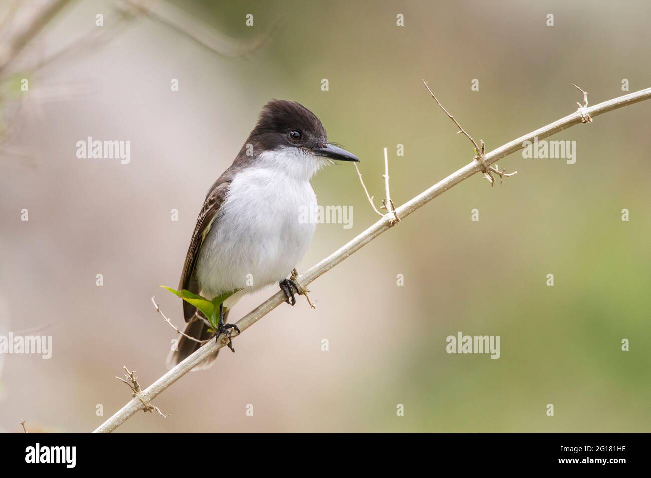 loggerhead kingbird, Tyrannus caudifasciatus, flycatcher, single adult perched on branch, Cuba, Caribbean Stock Photo