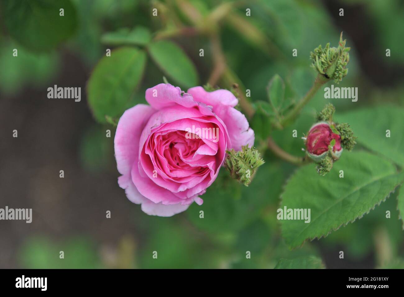 Pink Centifolia rose Crested Moss blooms in a garden in May Stock Photo