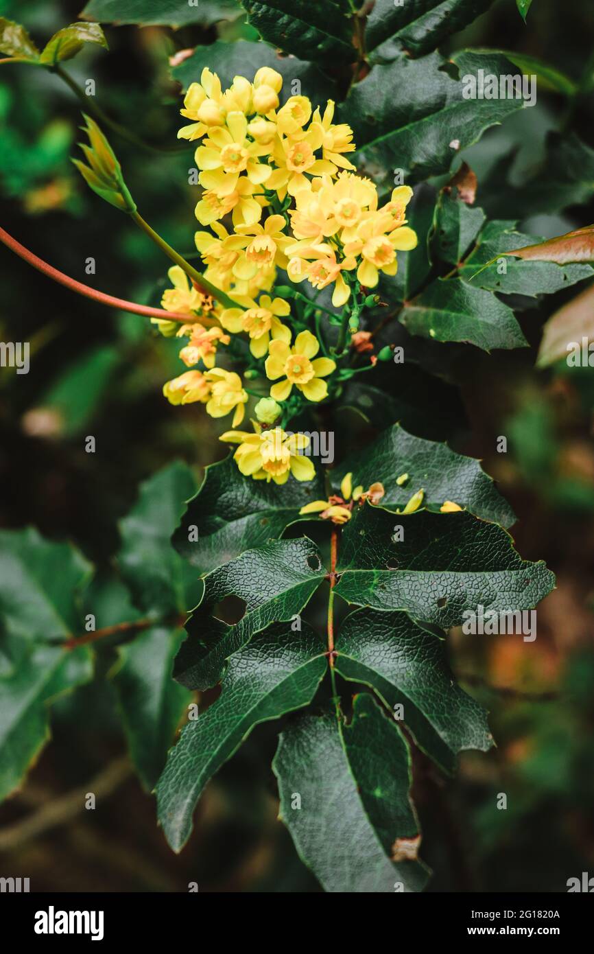 Yellow flowers Oregon Grape Plants among green glossy leaves Stock