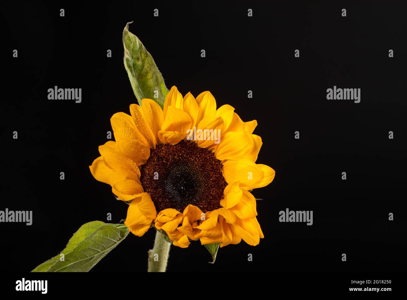 Sunflower with leaf isolated on black background Stock Photo