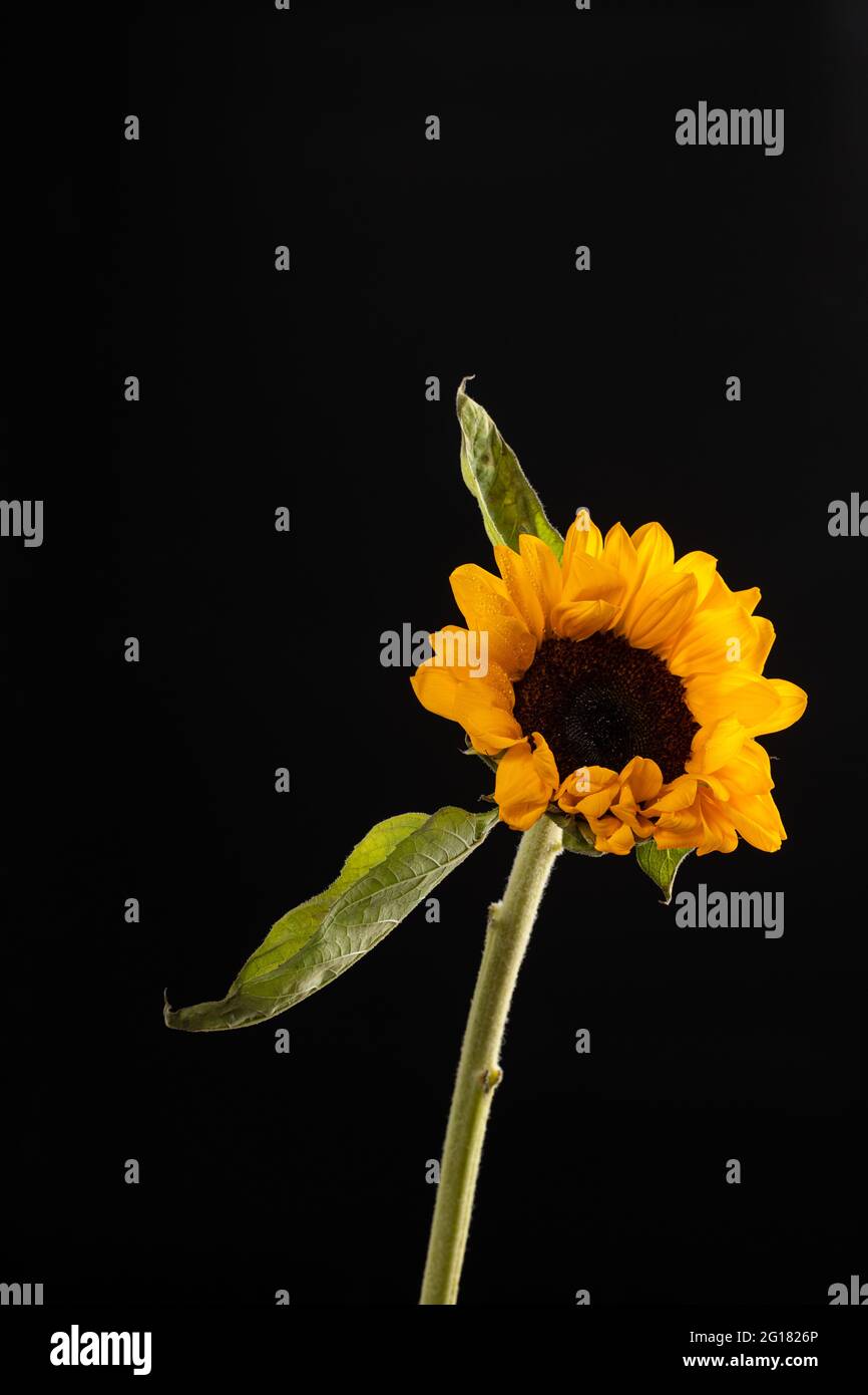 Sunflower with leaf isolated on black background Stock Photo
