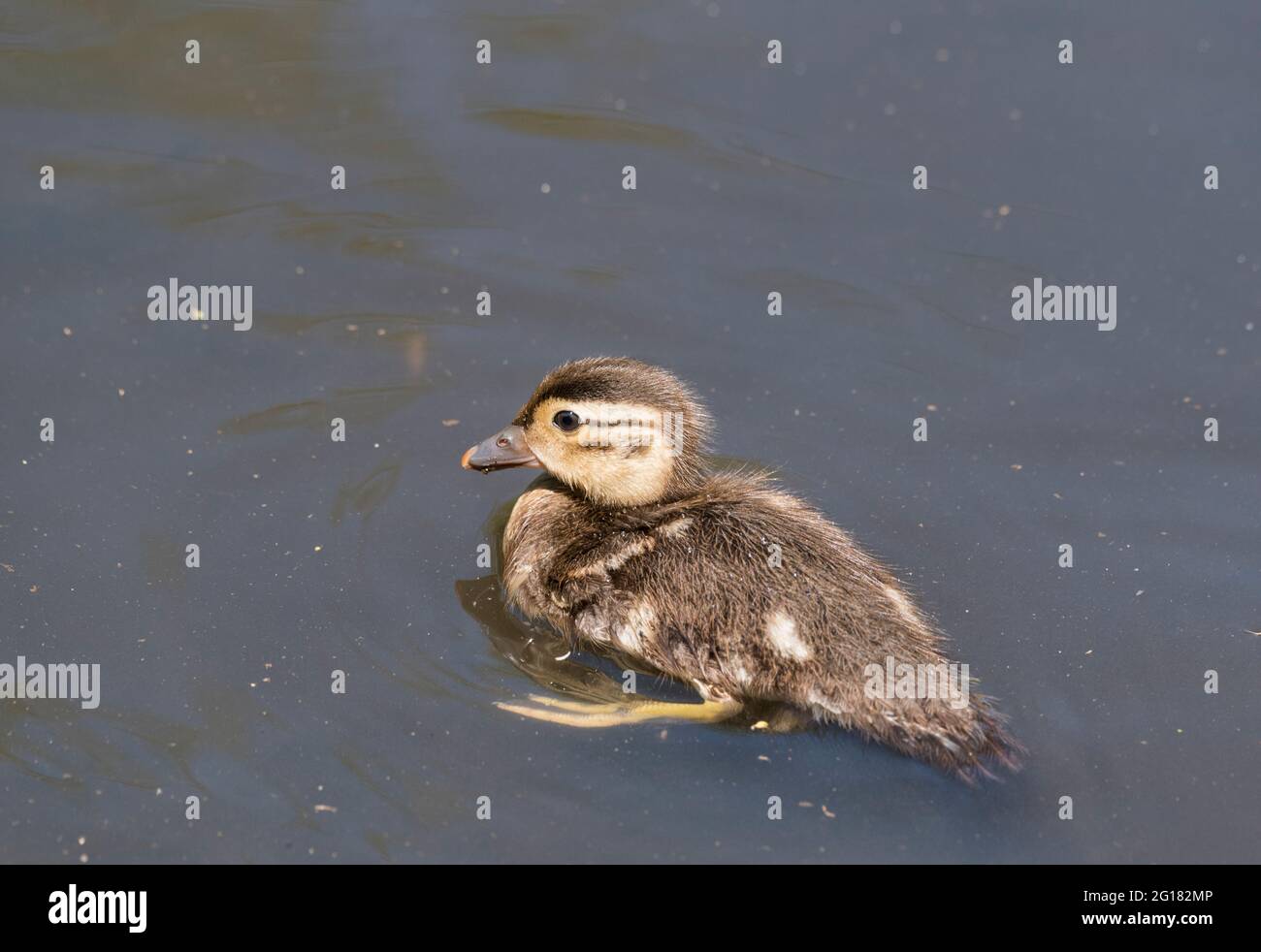 Mandarin Duck Aix Galericulata Chick Swimming Stock Photo Alamy
