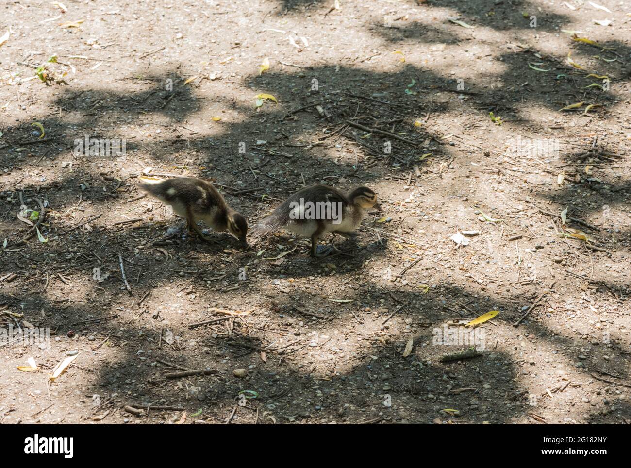 Mandarin Duck (Aix galericulata) chicks foraging Stock Photo