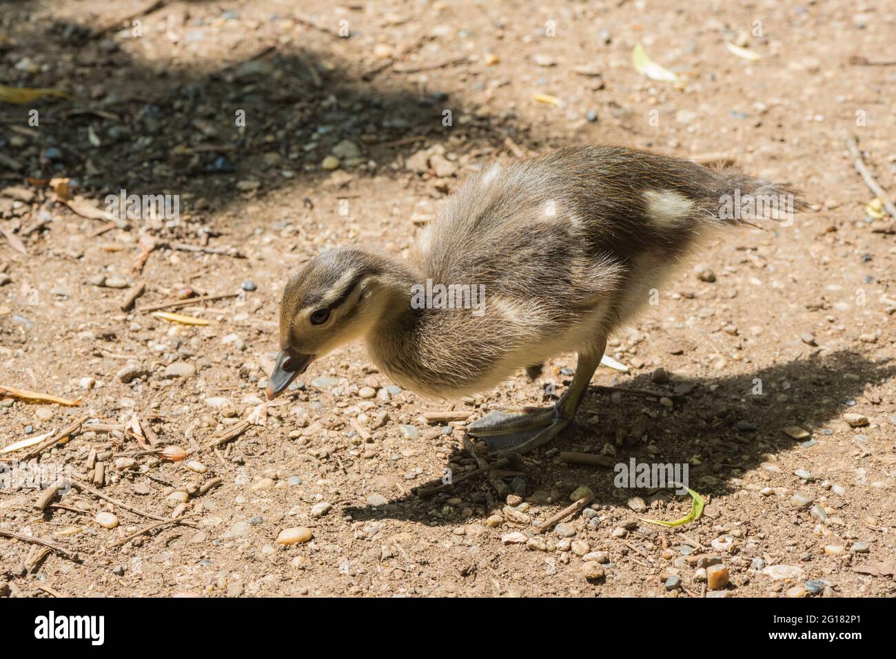 Mandarin Duck (Aix galericulata) chick foraging Stock Photo