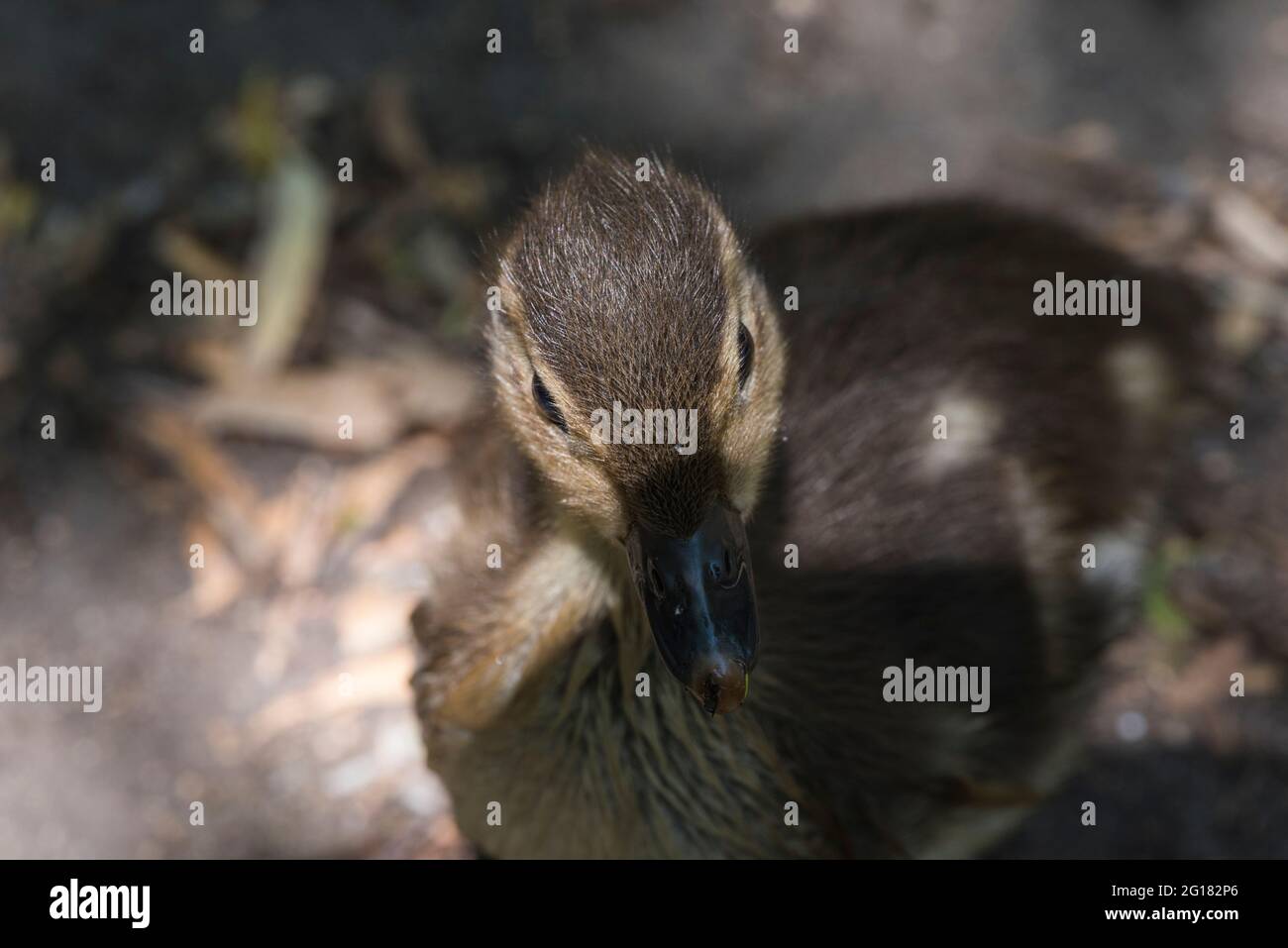 Mandarin Duck (Aix galericulata) chick close up Stock Photo