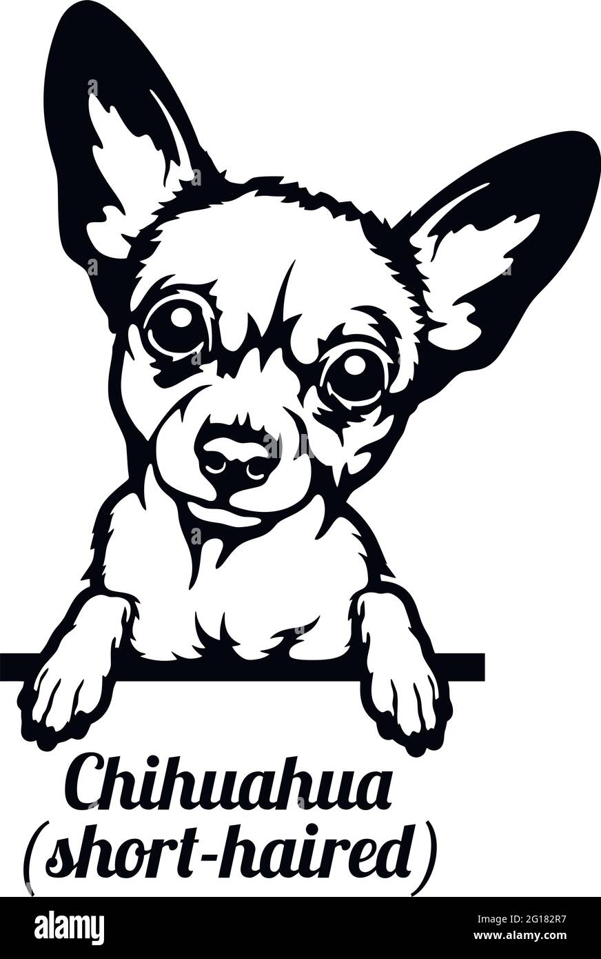 Chihuahua Peeking Dog Head Isolated On White Vector Stock Stock Vector Image Art Alamy