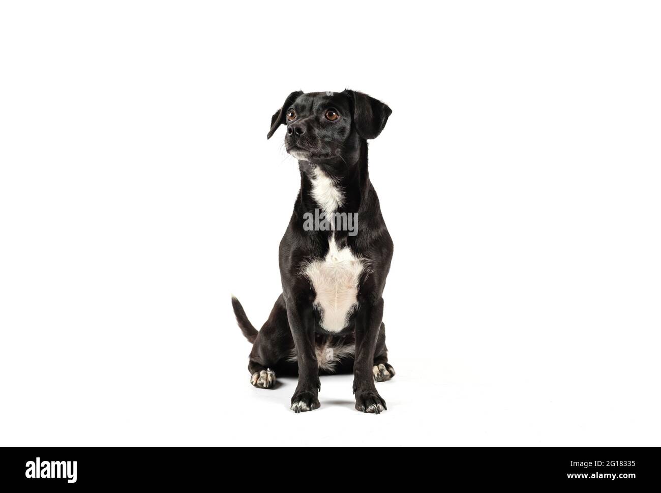 small black breedless dog, black mixed breed canine looking sideways curious isolated white background Stock Photo