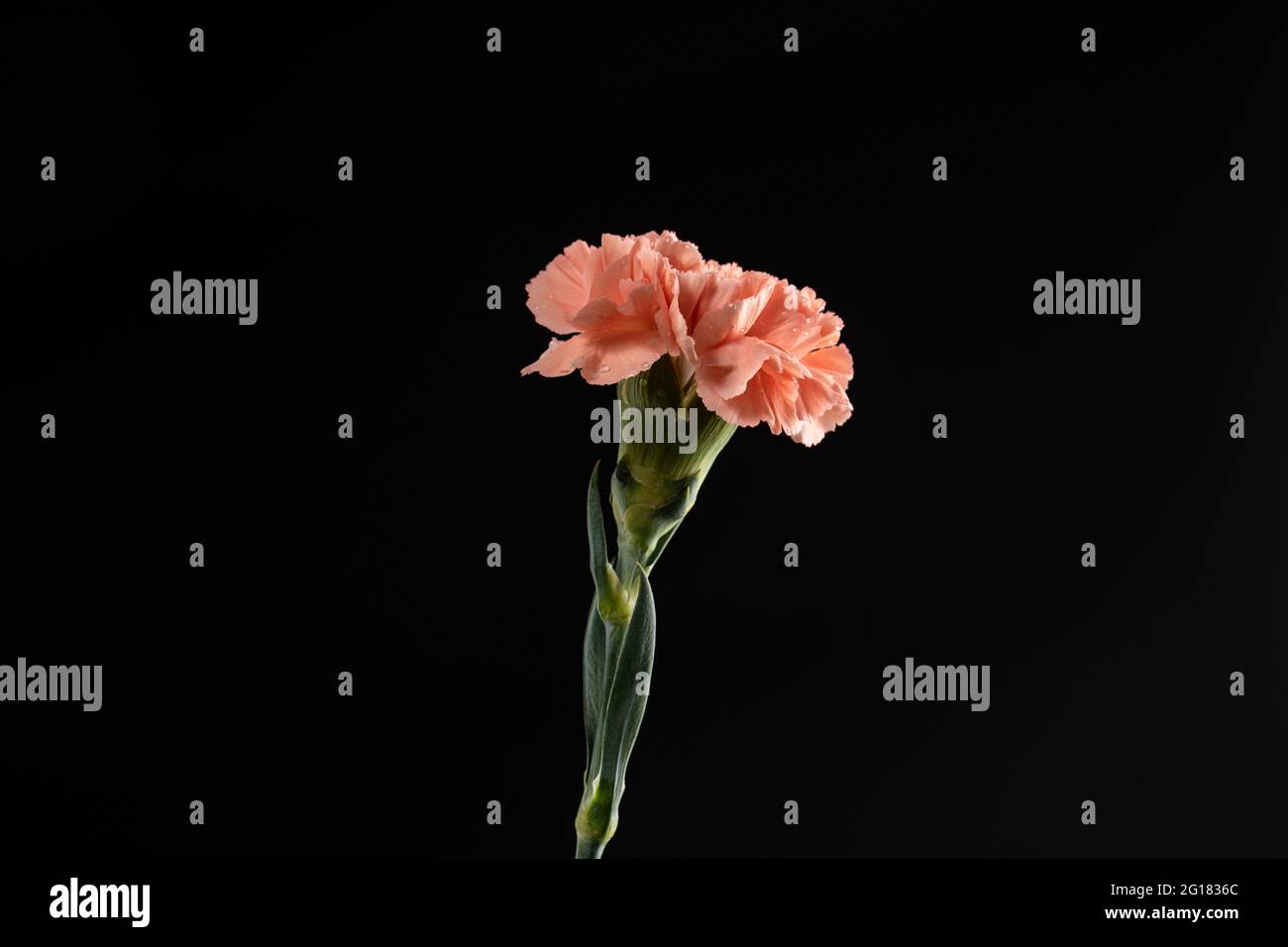 A pink carnation against a black background Stock Photo