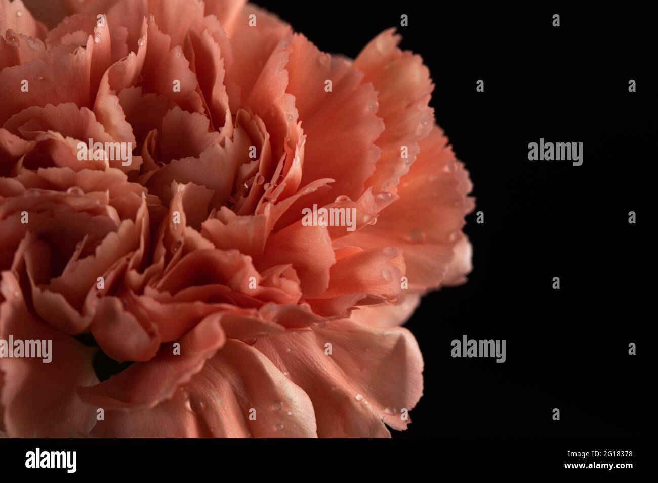 A pink carnation against a black background Stock Photo