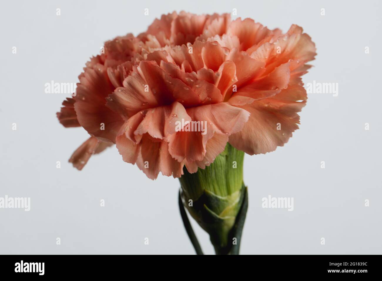 A pink carnation against a white background Stock Photo - Alamy