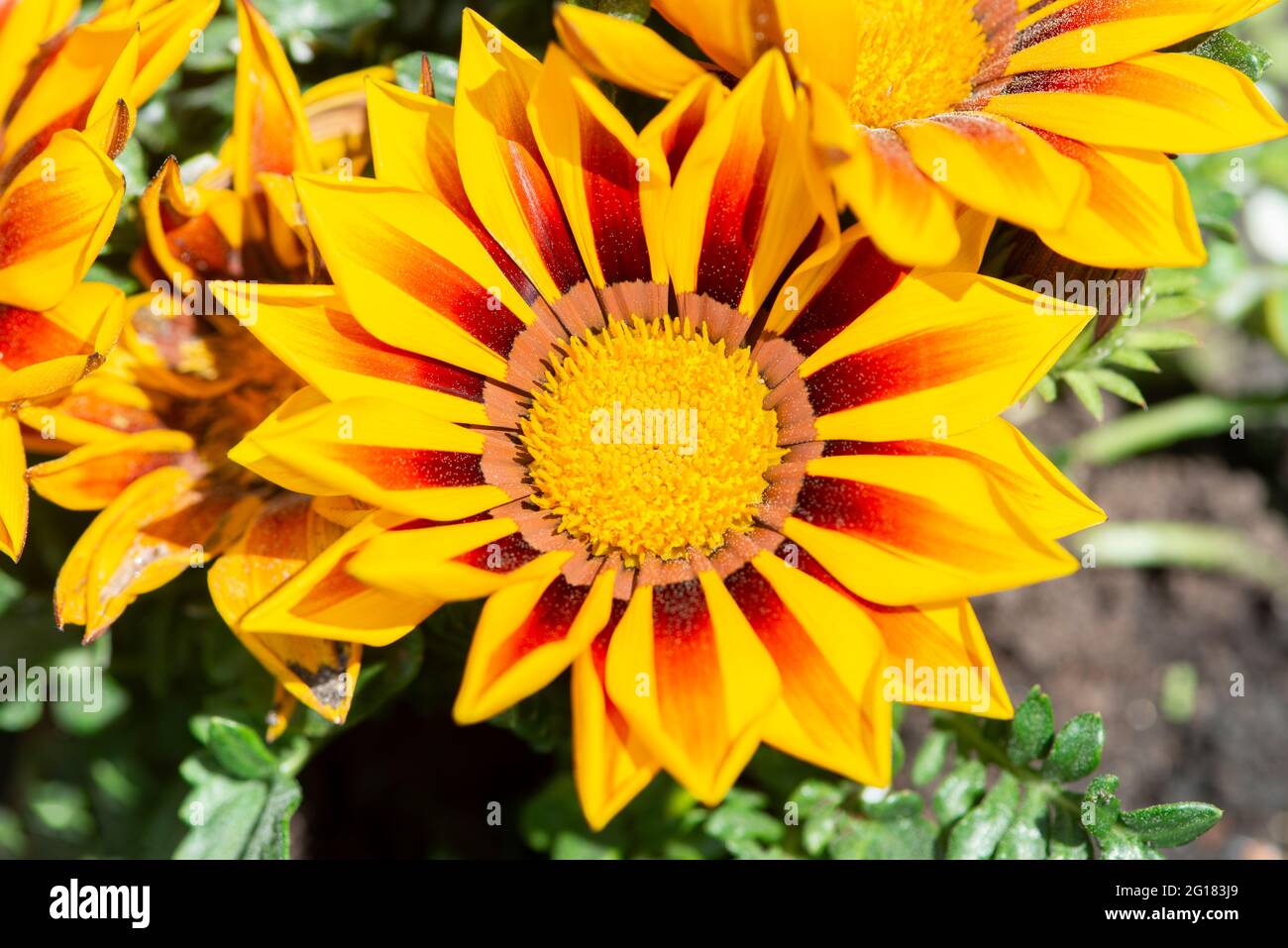 Gazania rigens flower hi-res stock photography and images - Alamy