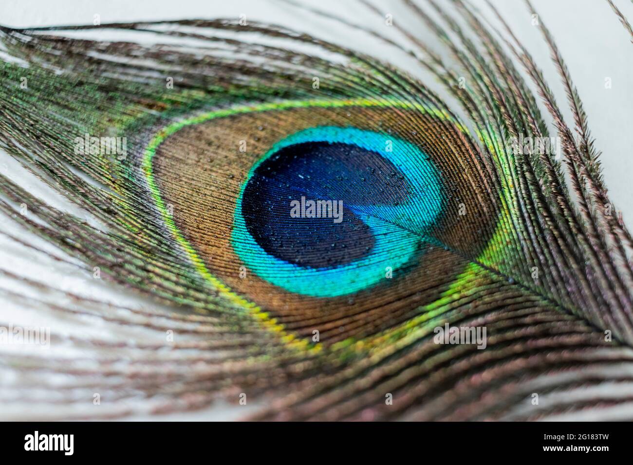 Single peacock feather hi-res stock photography and images - Alamy