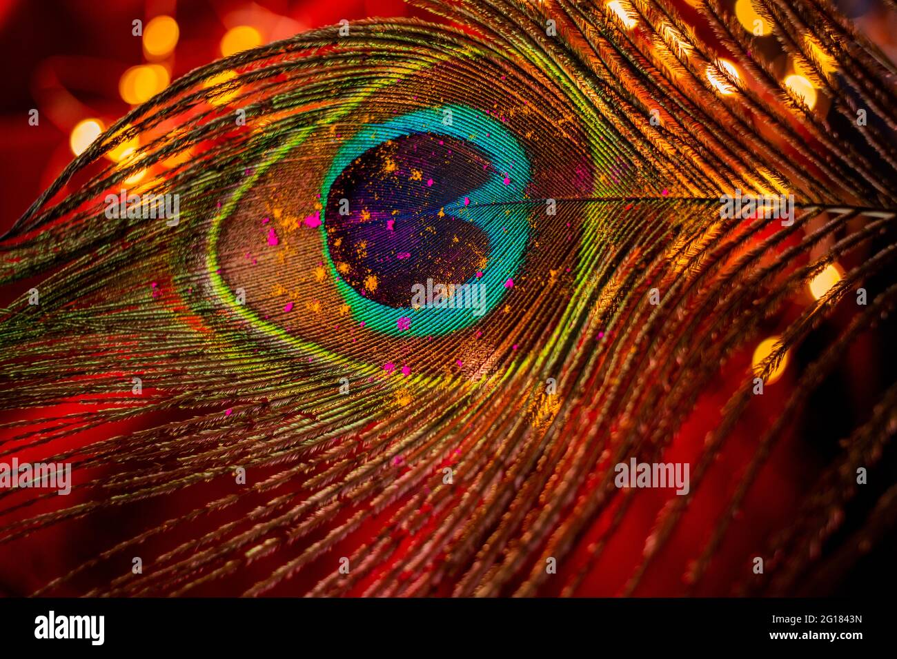 Holi colours on a peacock feather Stock Photo