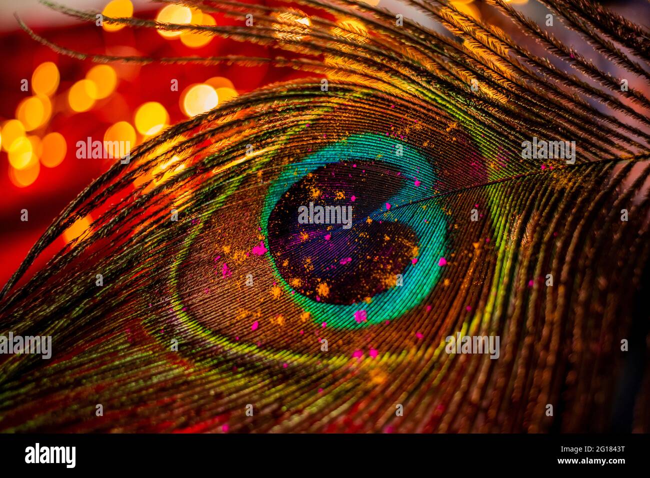 Holi colours on a peacock feather Stock Photo
