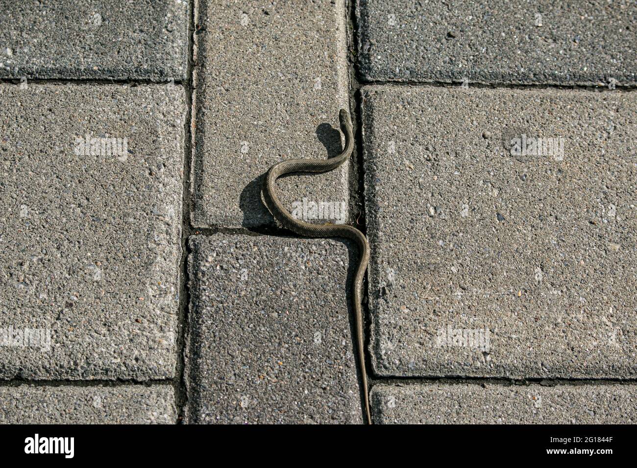 The snake is basking on the asphalt on the embankment of the city. The viper is a venomous snake that is a threat menace to passers-by. Stock Photo