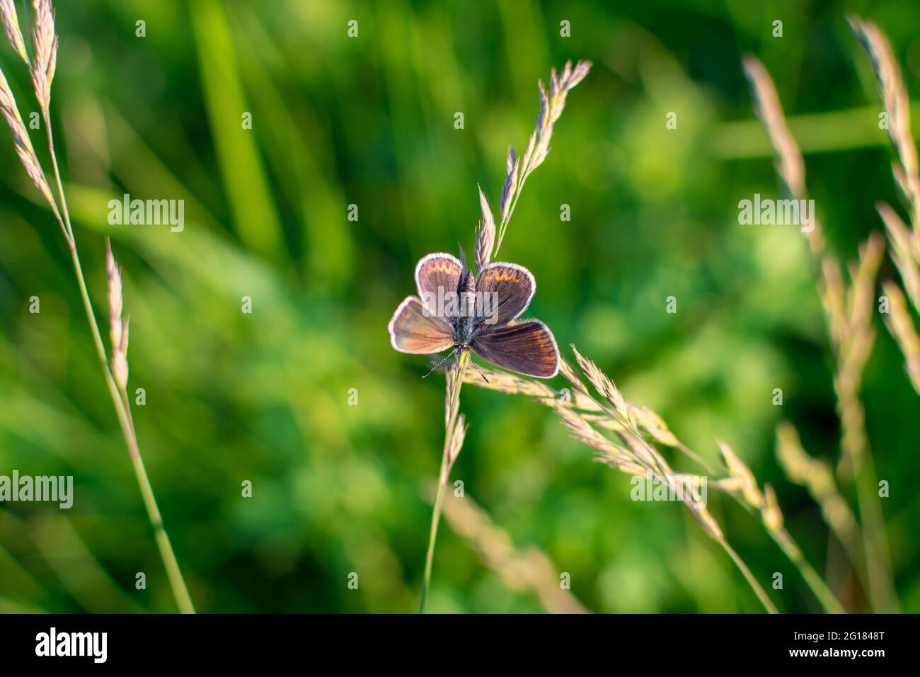 A small brown butterfly with spread wings is resting and sitting on the grass against a blurred green background. Common small brown butterfly in its Stock Photo