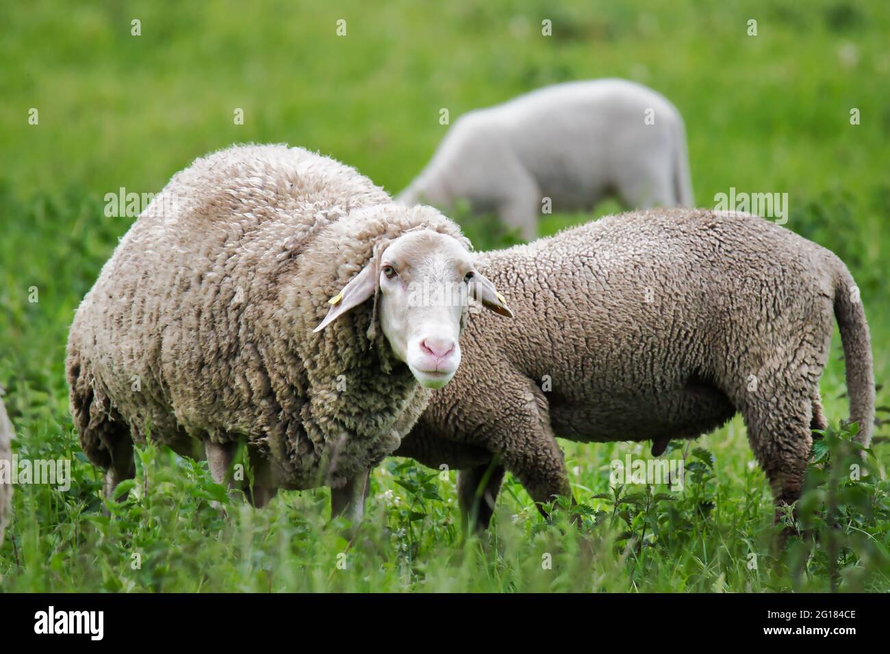 White sheep grazing peacefully on a green meadow Stock Photo - Alamy
