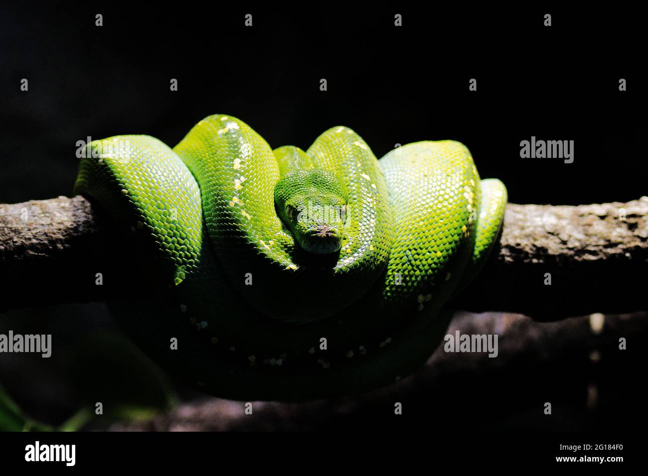 A green mamba (snake) lies rolled on a branch. The background is dark. Stock Photo