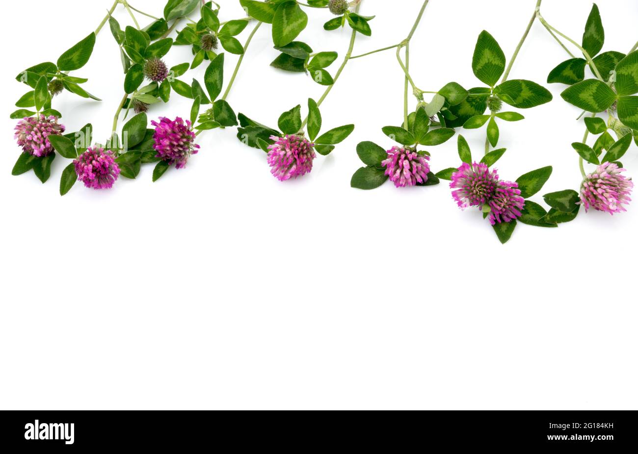 Clover flowers isolated on white, high border of flowers and leaves and text space below, copy space Stock Photo