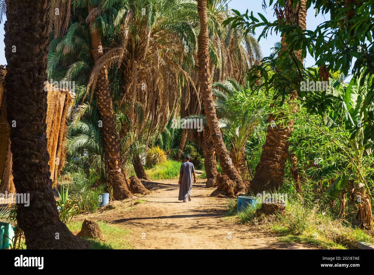 Man in jungle leaves hi-res stock photography and images - Alamy