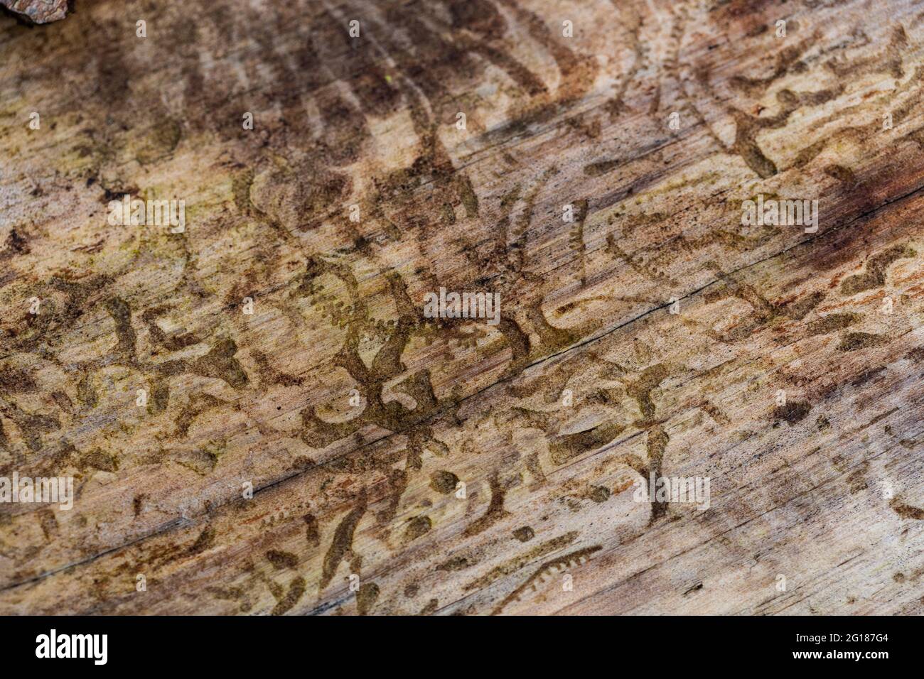 Traces of the bark beetle in the wood Stock Photo